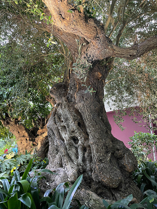 大的，古老的欧洲橄榄树(Olea europaea)的特写图像扭曲，多节的支撑，树干和根覆盖着绿色的地衣，重点在前景